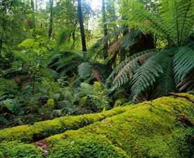 Errinundra National Park - Tweed Heads Accommodation 0
