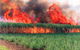 Reeves Family Sugar Cane Farm - thumb 0