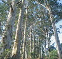 The Great Forest Trees Drive - Tweed Heads Accommodation
