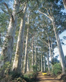 The Great Forest Trees Drive - Tweed Heads Accommodation 0