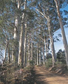 The Great Forest Trees Drive - Tweed Heads Accommodation 1