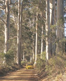 The Great Forest Trees Drive - Tweed Heads Accommodation 2