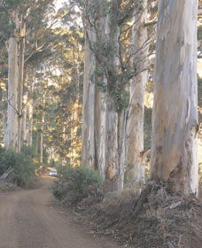 The Great Forest Trees Drive - Tweed Heads Accommodation 3