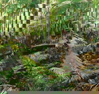 Wollumbin-Mount Warning National Park - Tweed Heads Accommodation