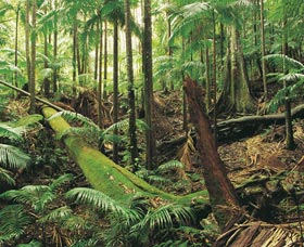 Wollumbin-Mount Warning National Park - Tweed Heads Accommodation 0