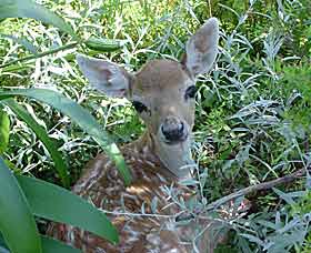 Mesopotamia Lodge Deer Park - Tweed Heads Accommodation 0