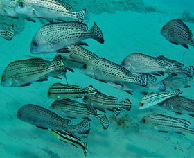 The Seaway Dive Site - Tweed Heads Accommodation 3