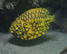 The Seaway Dive Site - Tweed Heads Accommodation 2