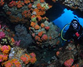 Cherubs Cave Dive Site - Tweed Heads Accommodation 2