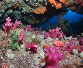 Cherubs Cave Dive Site - Tweed Heads Accommodation 0