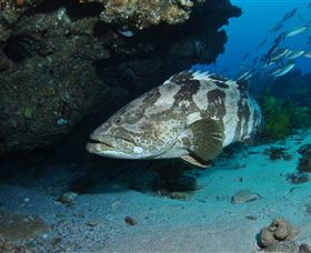 Cherubs Cave Dive Site - Tweed Heads Accommodation 1