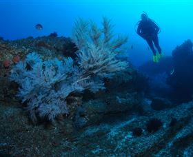 Cherubs Cave Dive Site - Tweed Heads Accommodation 3