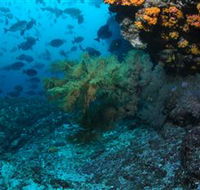 Henderson Rock Dive Site - Tweed Heads Accommodation