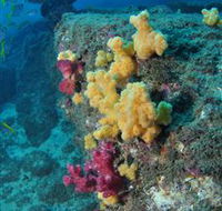 Shag Rock Dive Site - Tweed Heads Accommodation