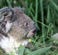 Koala Hospital - Tweed Heads Accommodation