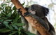 Macquarie Nature Reserve - thumb 0