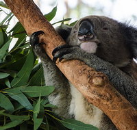 Macquarie Nature Reserve - Tweed Heads Accommodation