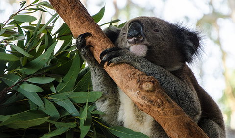 Macquarie Nature Reserve - Tweed Heads Accommodation 0
