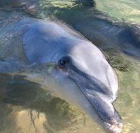 Dolphins of Monkey Mia - Tweed Heads Accommodation