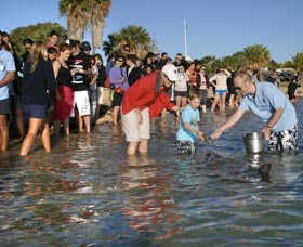 Dolphins Of Monkey Mia - Tweed Heads Accommodation 1