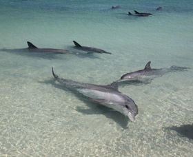 Dolphins Of Monkey Mia - Tweed Heads Accommodation 2
