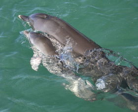 Dolphins Of Monkey Mia - Tweed Heads Accommodation 3