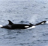 Killer Whale Trail - Tweed Heads Accommodation