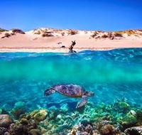 Snorkel the Ningaloo Reef - Tweed Heads Accommodation