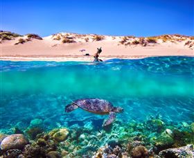 Snorkel The Ningaloo Reef - Tweed Heads Accommodation 0