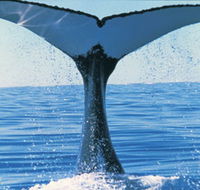 Humpback Whales - Tweed Heads Accommodation