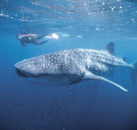 Swim with the Whale Sharks - Tweed Heads Accommodation