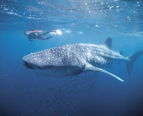 Swim With The Whale Sharks - Tweed Heads Accommodation 0