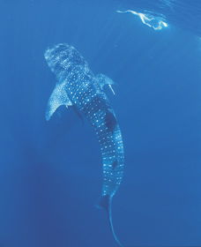 Swim With The Whale Sharks - Tweed Heads Accommodation 1