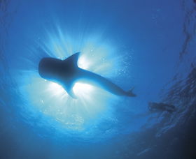Swim With The Whale Sharks - Tweed Heads Accommodation 2