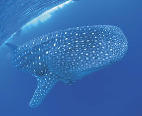 Swim With The Whale Sharks - Tweed Heads Accommodation 3