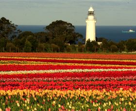 Table Cape - Tweed Heads Accommodation 5