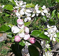 Avro Park Orchards - Tweed Heads Accommodation
