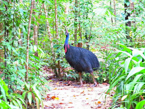 Daintree Safaris - Tweed Heads Accommodation 0