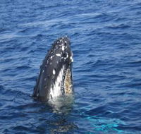 Jervis Bay Whales - Tweed Heads Accommodation