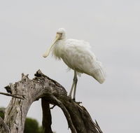 Melbourne Birding Tours - Tweed Heads Accommodation