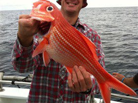 Goin' Off Safaris - Tweed Heads Accommodation 1