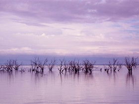 Tri State Safaris - Tweed Heads Accommodation 8