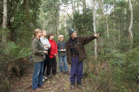 Great Western Tiers Forest Walks Tasmania - Tweed Heads Accommodation 2