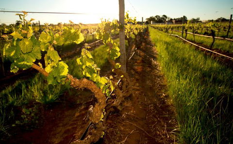 Kaesler Old Vine Vineyard Tour - Tweed Heads Accommodation 0