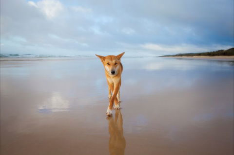 Fraser Island Adventure Tours - Tweed Heads Accommodation 8