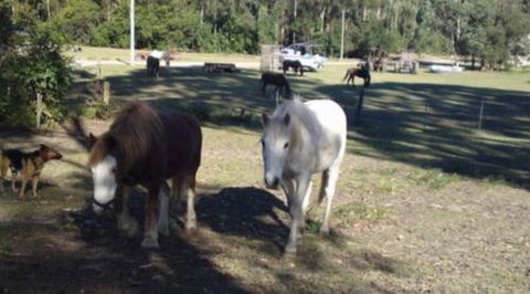 AAA Horse Riding & More - Tweed Heads Accommodation 2