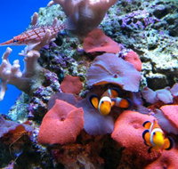 Tropical Marine Centre - Tweed Heads Accommodation