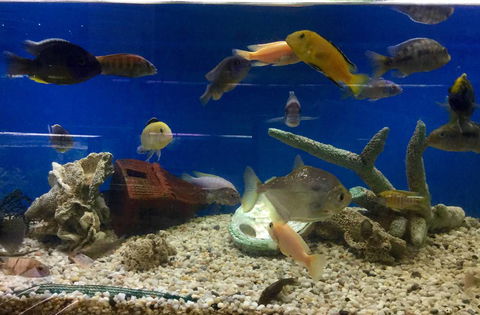 Clearwater Aquariums - Tweed Heads Accommodation 3