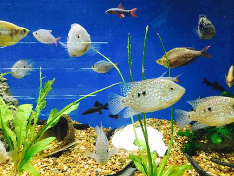 Clearwater Aquariums - Tweed Heads Accommodation 4