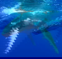 Dunsborough Whale Watching Eco Tour - Tweed Heads Accommodation
